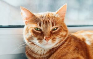 orange-cat-scaled